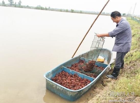 董百億龍蝦養殖技術揭秘